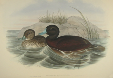 John Gould Birds of Australia